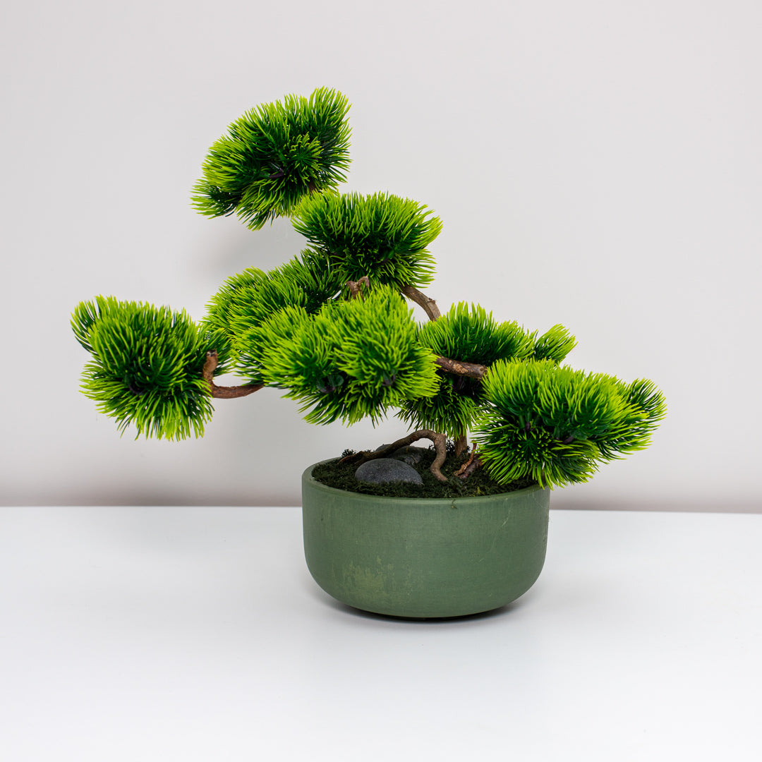 Bonsai Tree "Serenity"